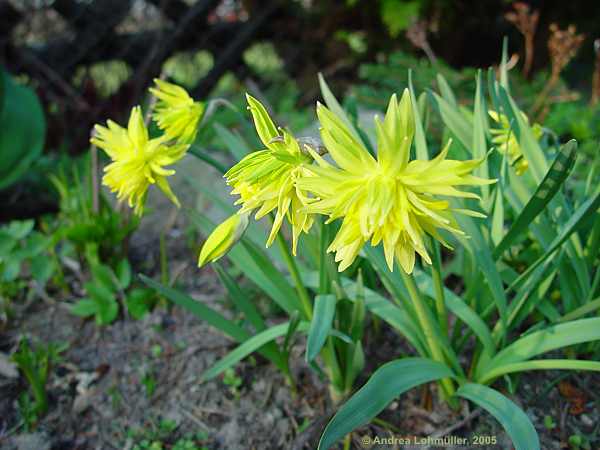 Narcissus spec.