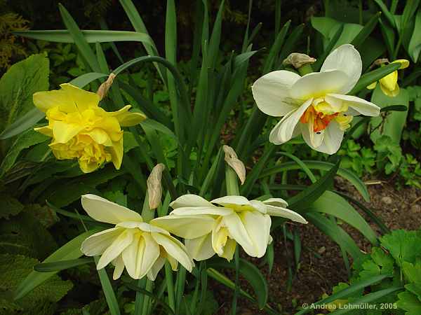 Narcissus spec.