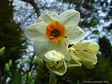 Narcissus spec.