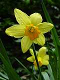 Narcissus spec.