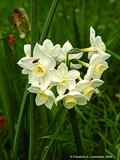 Narcissus spec.