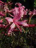 Nerine bowdenii