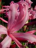 Nerine