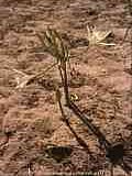 Pancratium maritimum