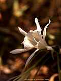 Pancratium maritimum