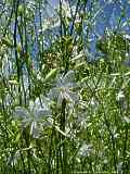 Anthericum ramosum