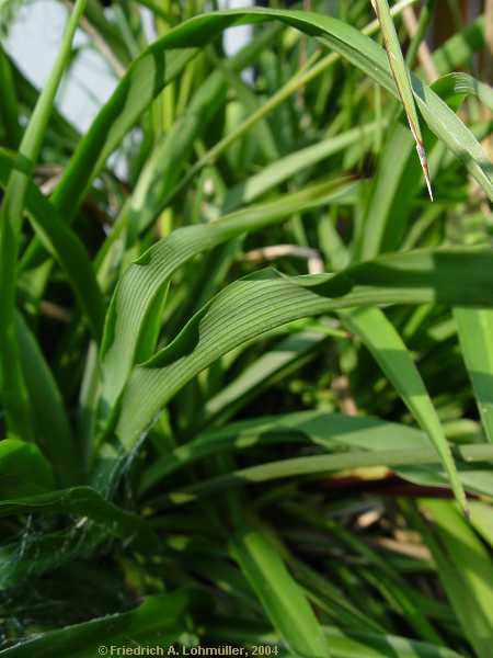 Chlorophytum commosum