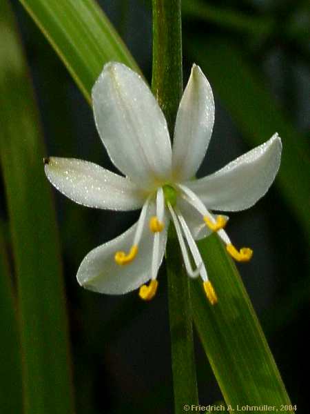 Chlorophytum commosum