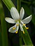 Chlorophytum commosum