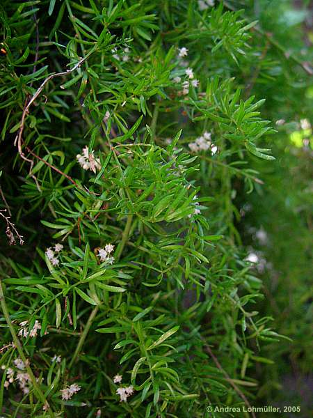 Asparagus officinalis