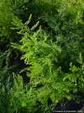 Asparagus officinalis