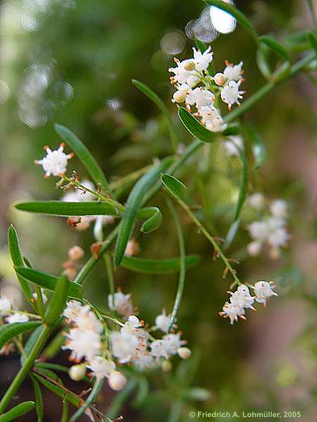 Asparagus officinalis