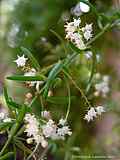 Asparagus officinalis