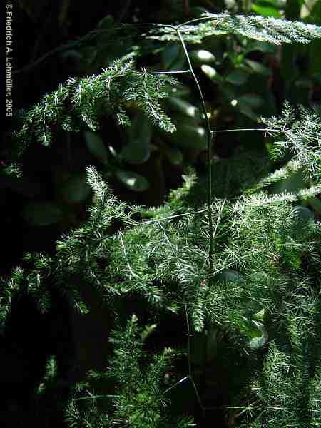 Asparagus densiflorus