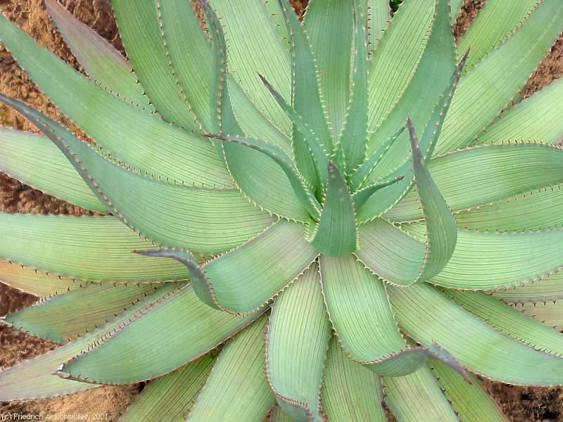 Aloe hereroensis