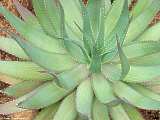 Aloe hereroensis