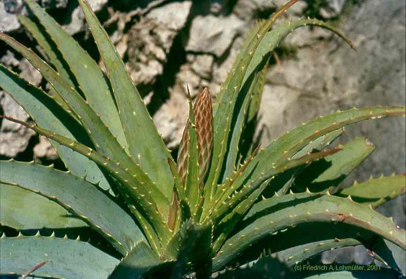 Aloe arborescens