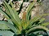 Aloe arborescens