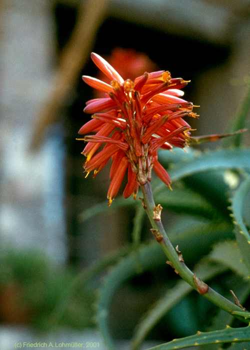 Aloe arborescens