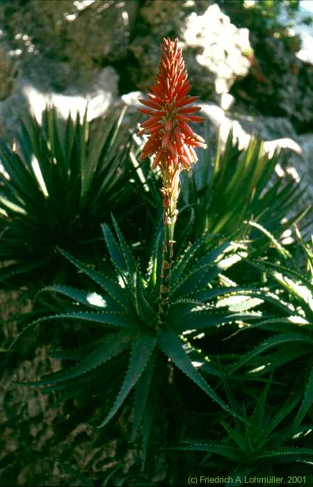 Aloe arborescens