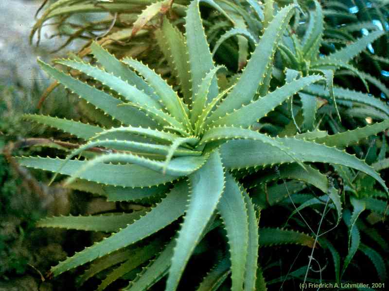 Aloe arborescens