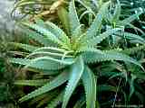 Aloe arborescens