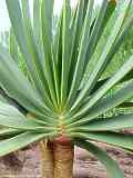 Aloe plicatilis