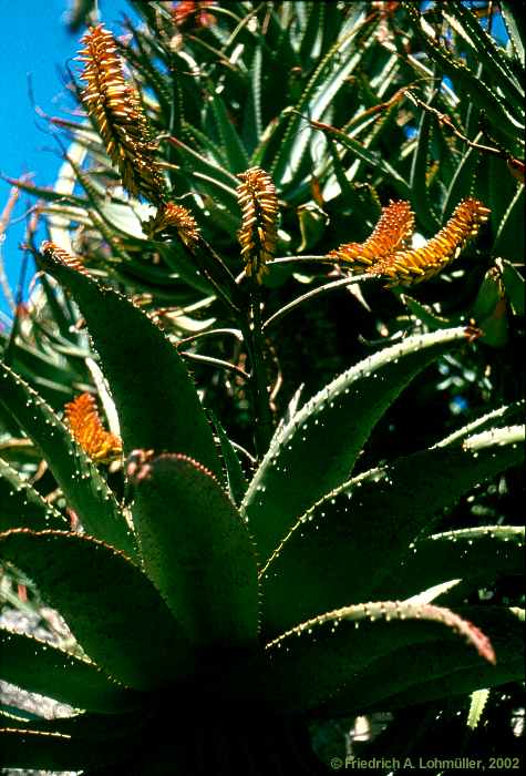 Aloe marlothii