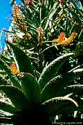 Aloe marlothii