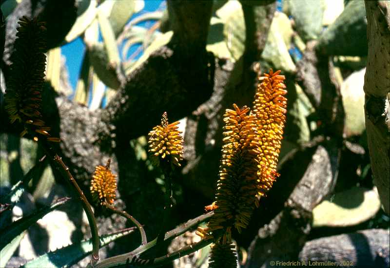 Aloe marlothii