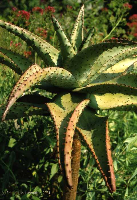 Aloe