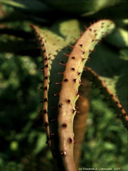 Aloe