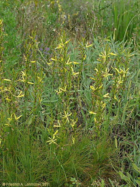 Asphodeline liburnica