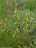 Asphodeline liburnica