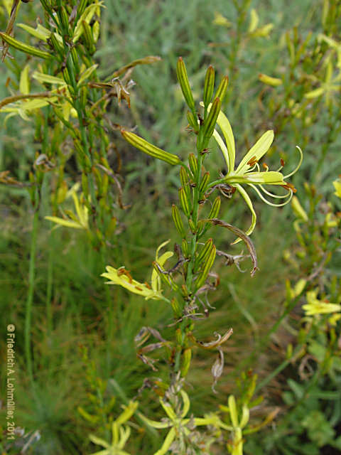 Asphodeline liburnica