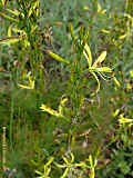 Asphodeline liburnica