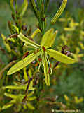 Asphodeline liburnica