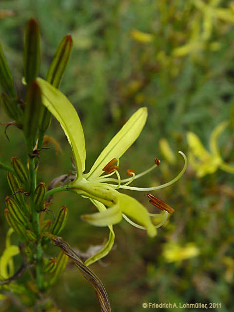 Asphodeline liburnica