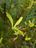 Asphodeline liburnica