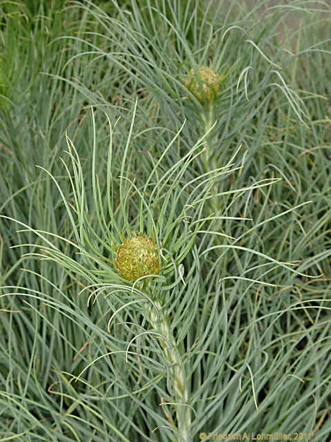 Asphodeline lutea