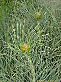 Asphodeline lutea