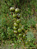 Asphodeline lutea