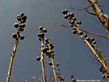 Asphodeline lutea