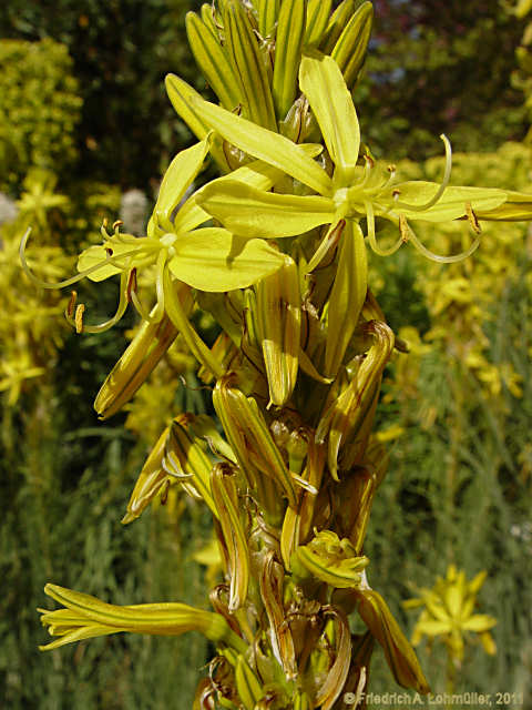 Asphodeline lutea