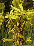 Asphodeline lutea