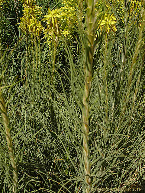 Asphodeline lutea