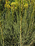 Asphodeline lutea