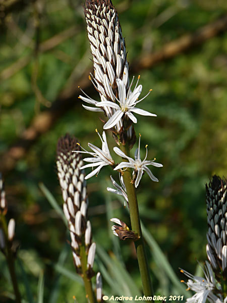 Asphodelus albus