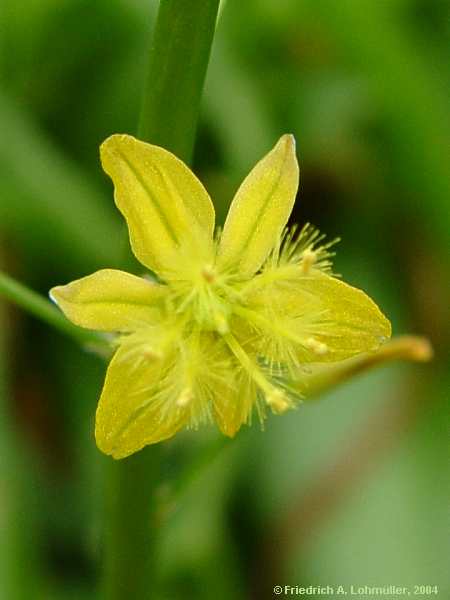 Bulbine alooides