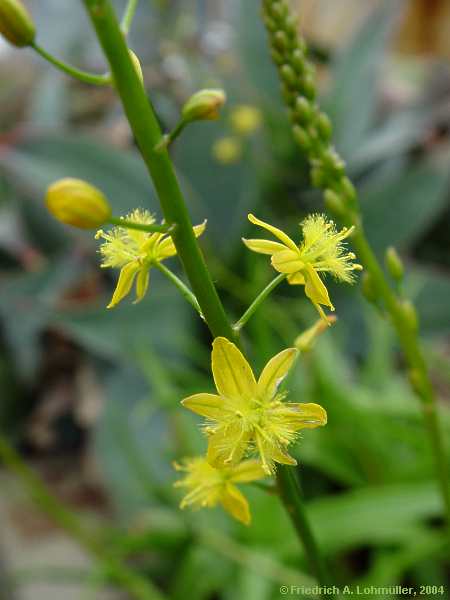 Bulbine alooides